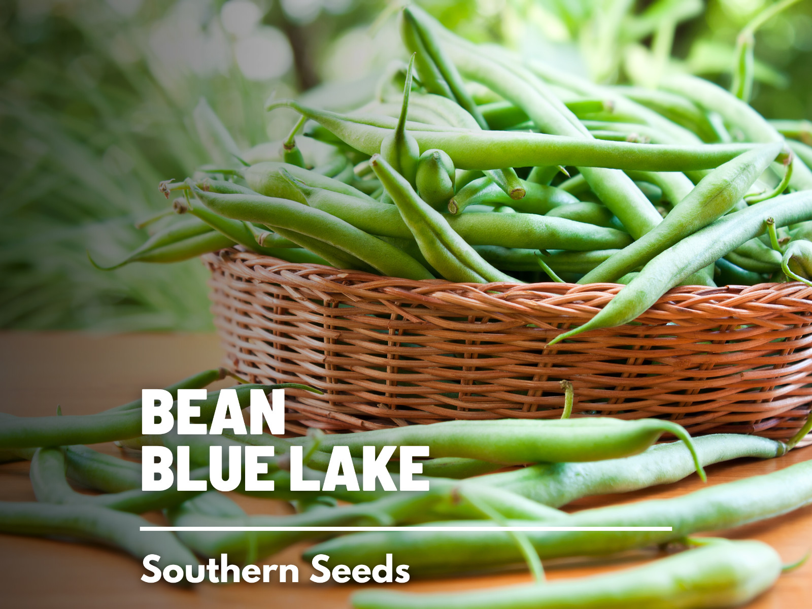Bean, Blue Lake – 50 Seeds, Pole, Heirloom Vegetable (Phaseolus vulgaris)