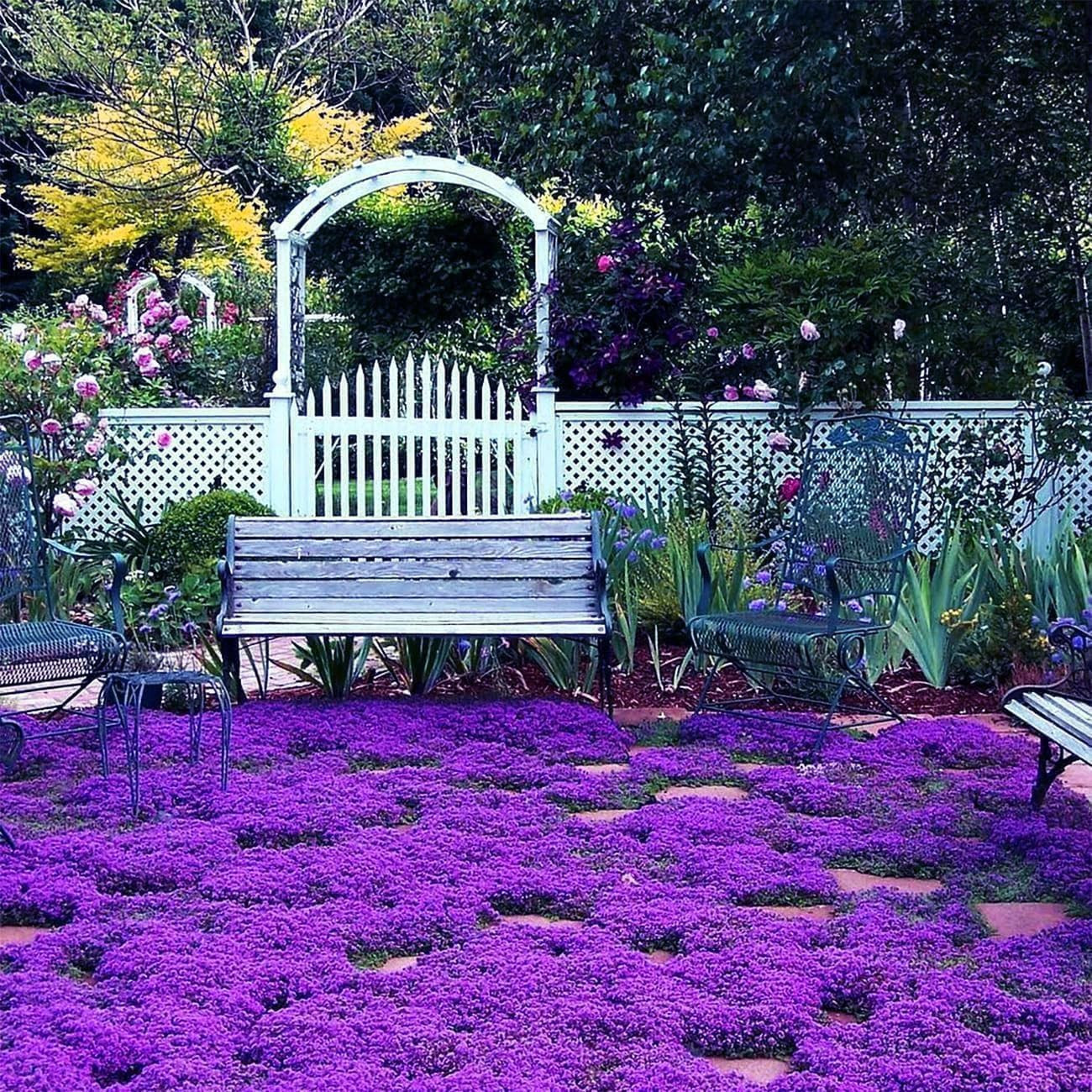15000+ Creeping Thyme Seeds for Planting Outdoor-Perennial Magic Carpet Ground C
