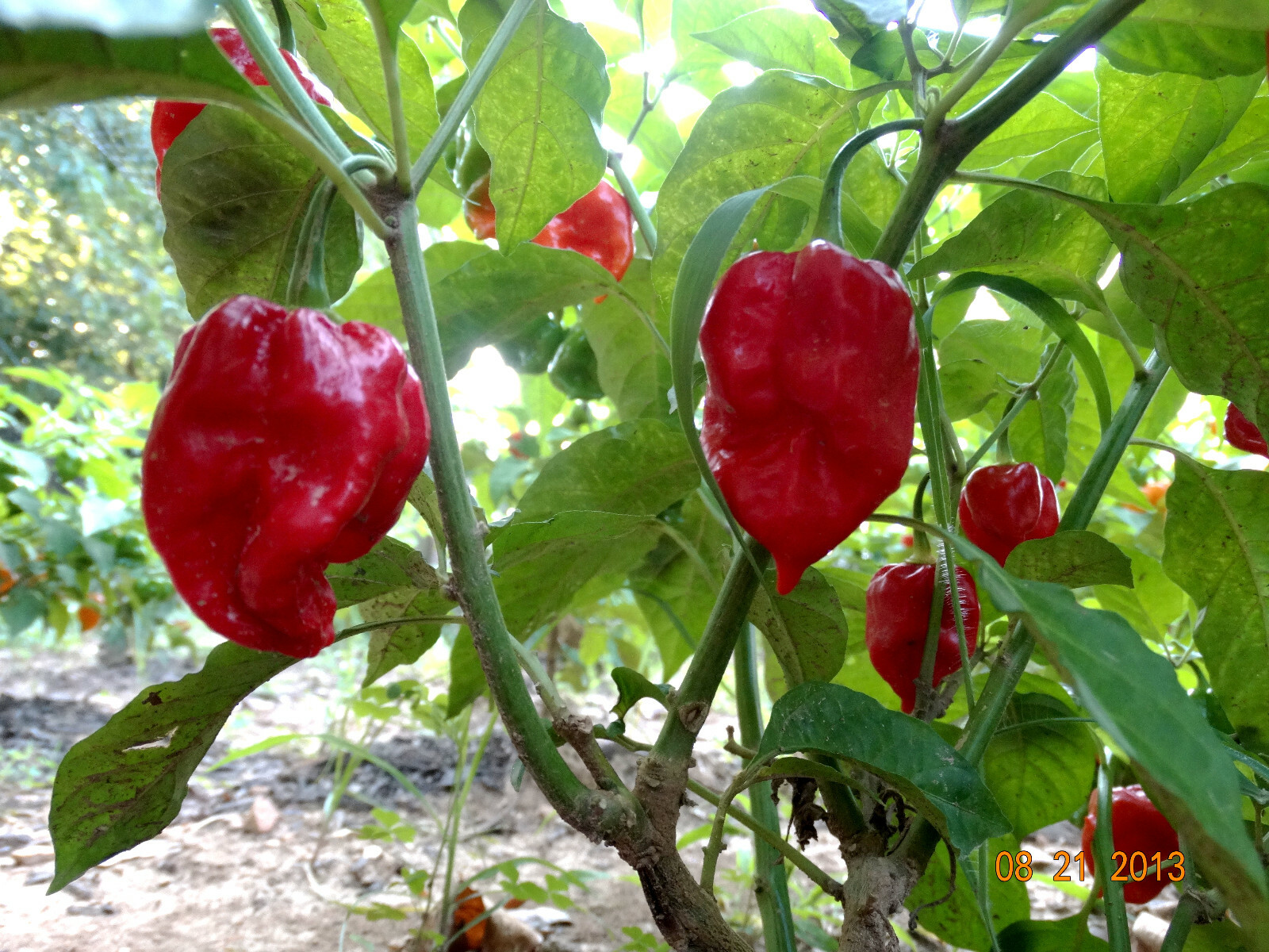 30+ RED SAVINA HABANERO CHILE PEPPER SEEDS Growing Instructions Included 2022