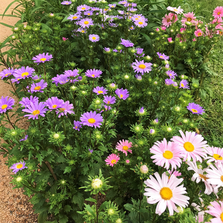 Single Mix China Aster Seeds | Callistephus Chinensis Daisy Cut Flower Seed 2024