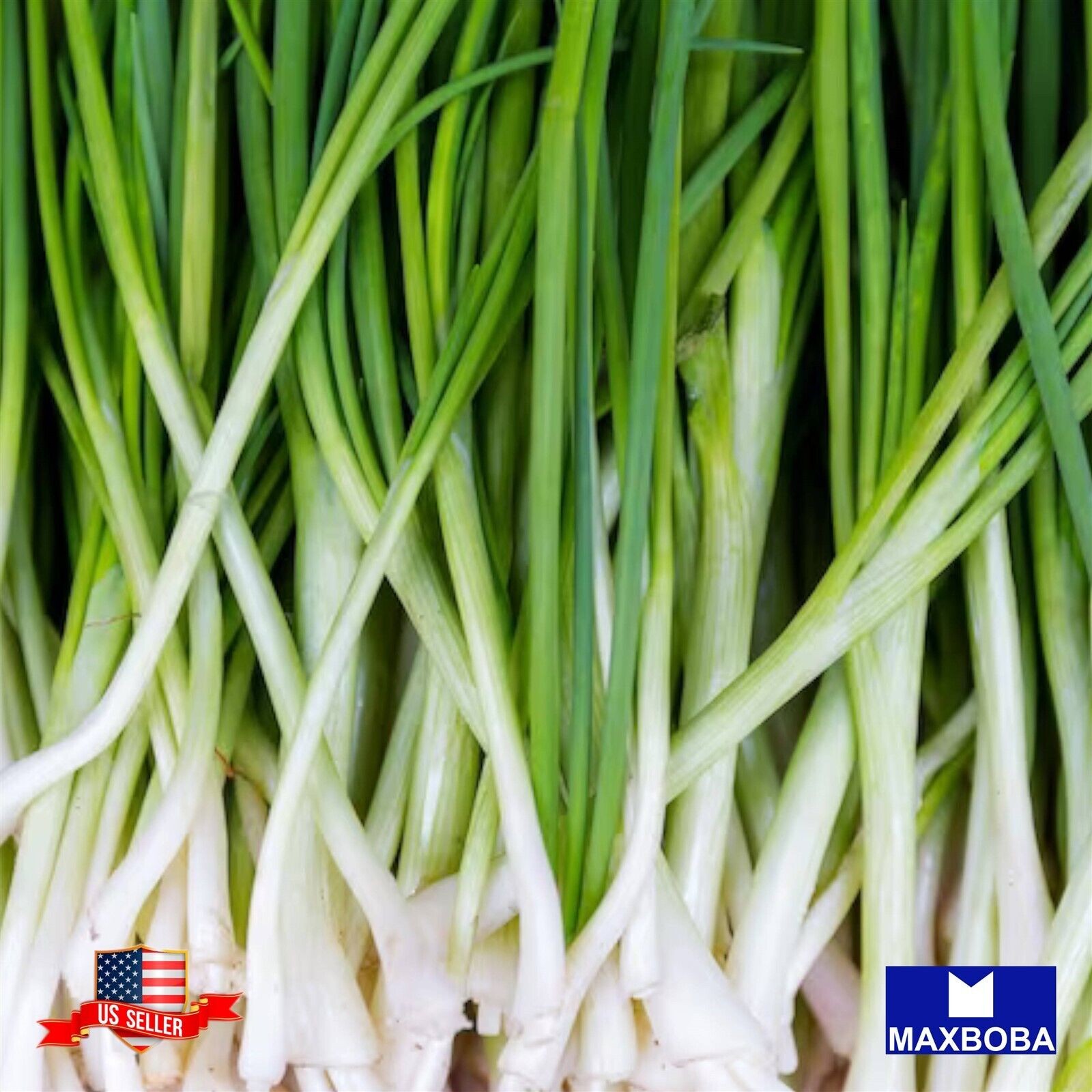 500 Onion Fresh Seeds Nebuka White Non-GMO Heirloom