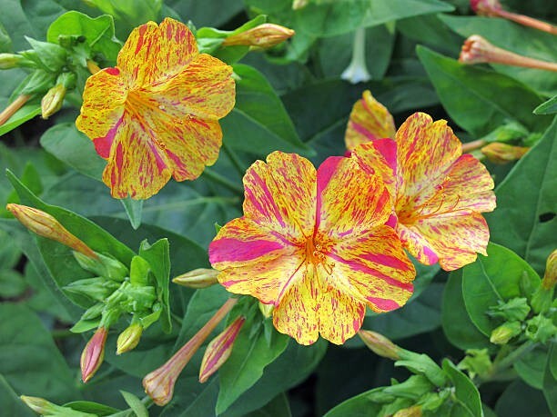 25 BROKEN COLORS FOUR O’CLOCK SEEDS | SALE FREE SHIPPING NON GMO HEIRLOOM