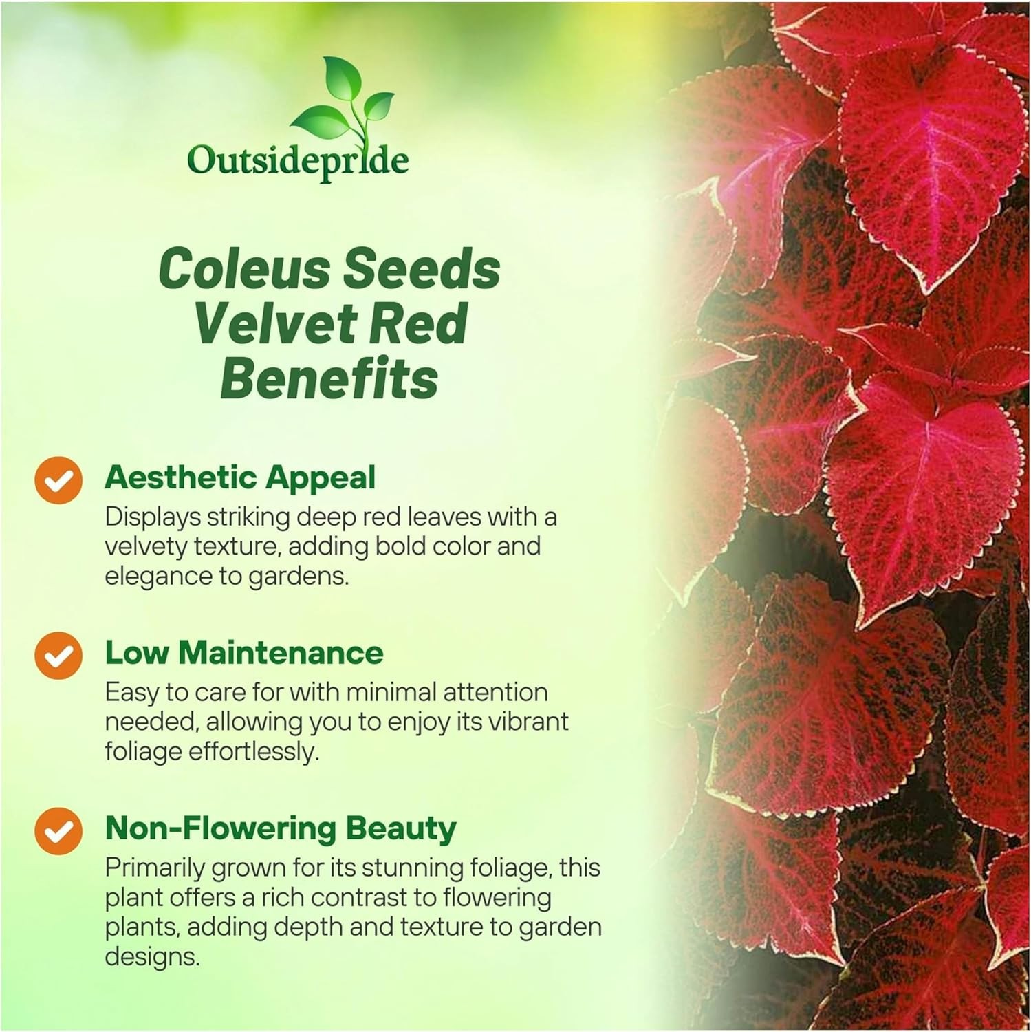 200 Seeds Wizard Red Velvet Coleus Seeds For Planting – Shade Garden Plants