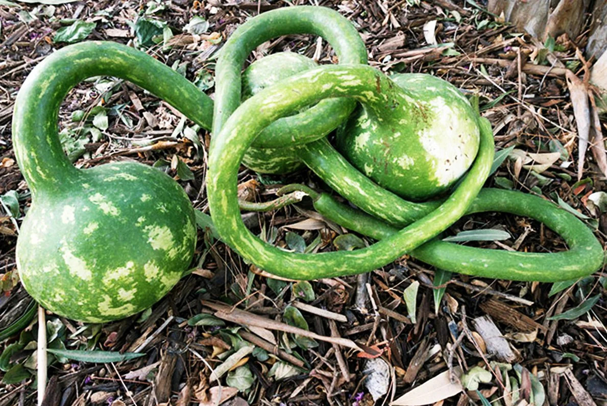 Long-Handled Dipper Gourd Seeds – For 2025 Planting Lagenaria Bottle Ornamental