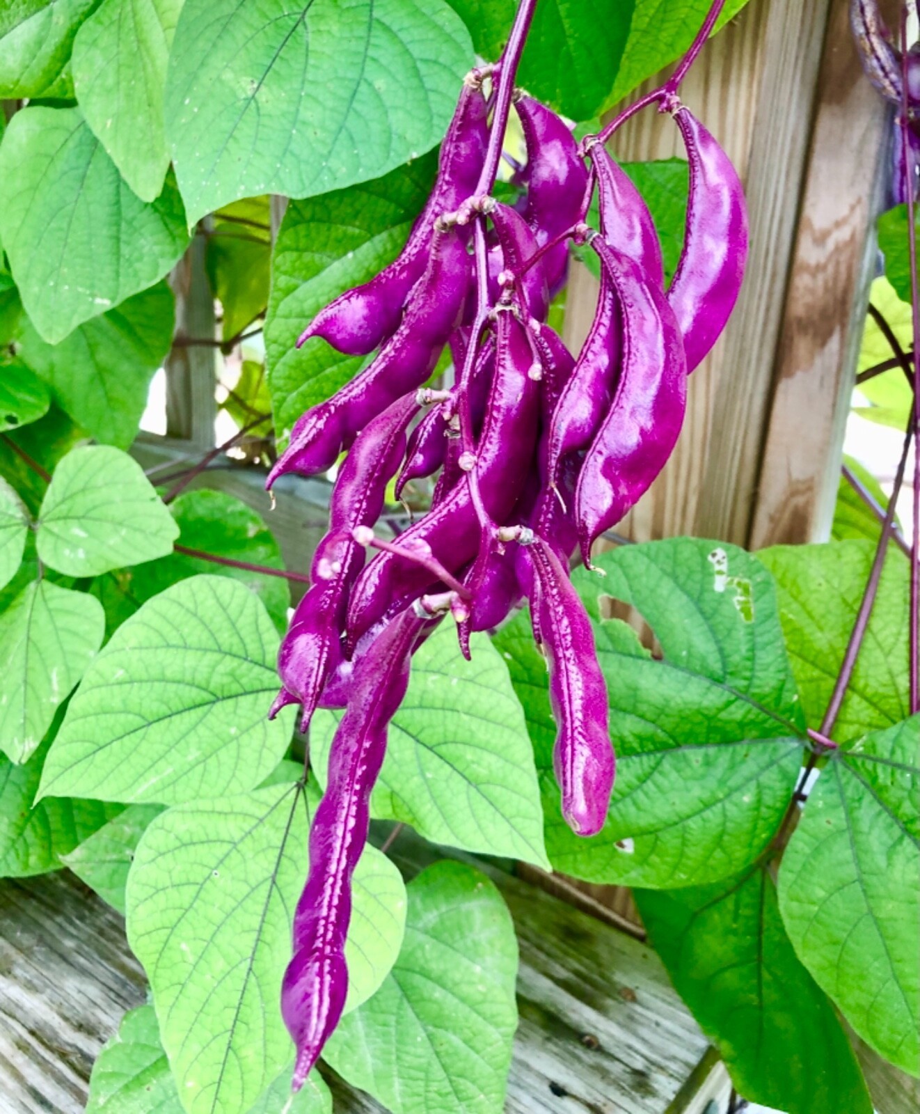 Purple Hyacinth Bean Vine Lablab Purpureus 12 Seeds Fast Grow Flower Plant BOGO