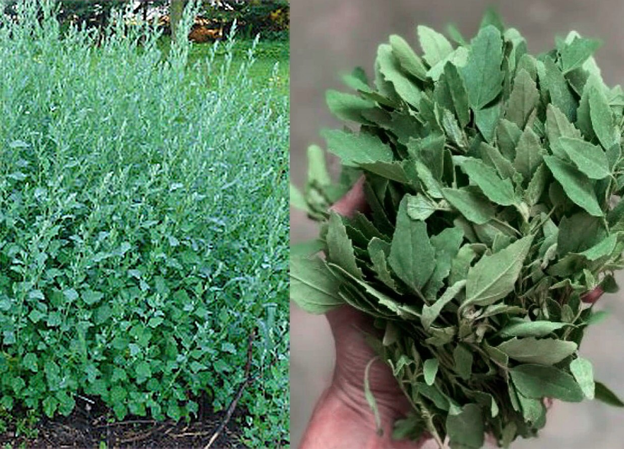 Lambs Quarters – TWO VARIETIES 400+ SEEDS – 2023 Harvest – Chenopodium Album