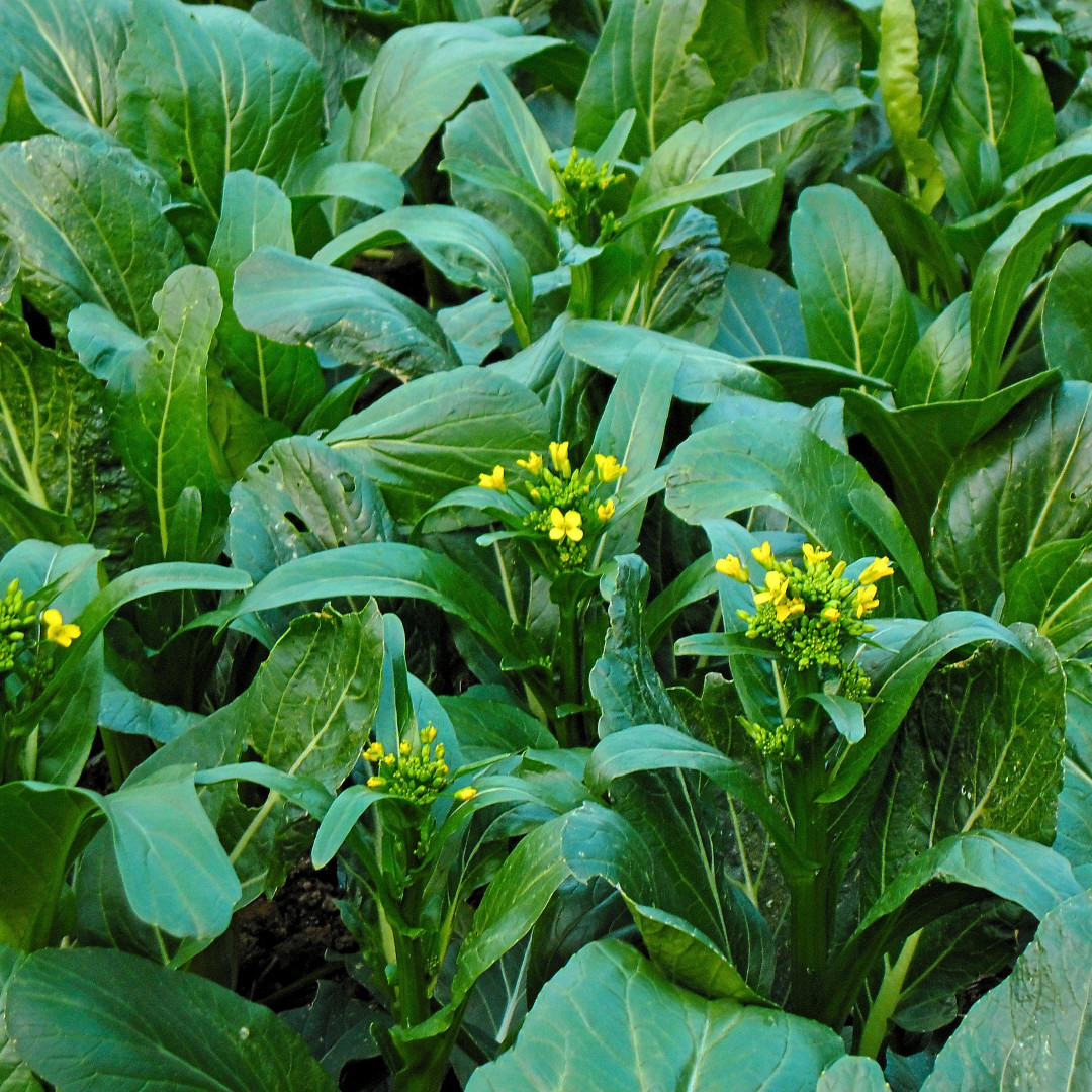 Fresh Premium Yu Choy Sum Seeds | Heirloom Non-GMO | Asian Vegetable Seeds