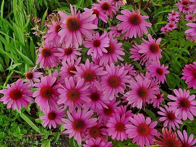 PURPLE ECHINACEA 100 SEEDS, CONEFLOWER, LARGE DAISY-LIKE FLOWERS, USA SELLER