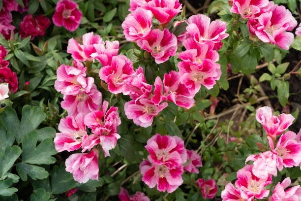 Farewell To Spring Seeds California Native Seeds Clarkia Amoena Pink Flowers