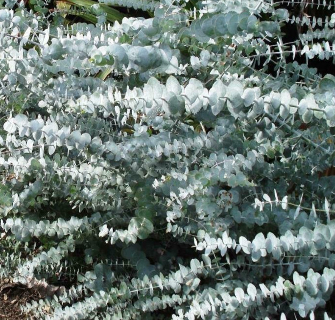 eucalyptus Baby Blue 10 seeds, florist version