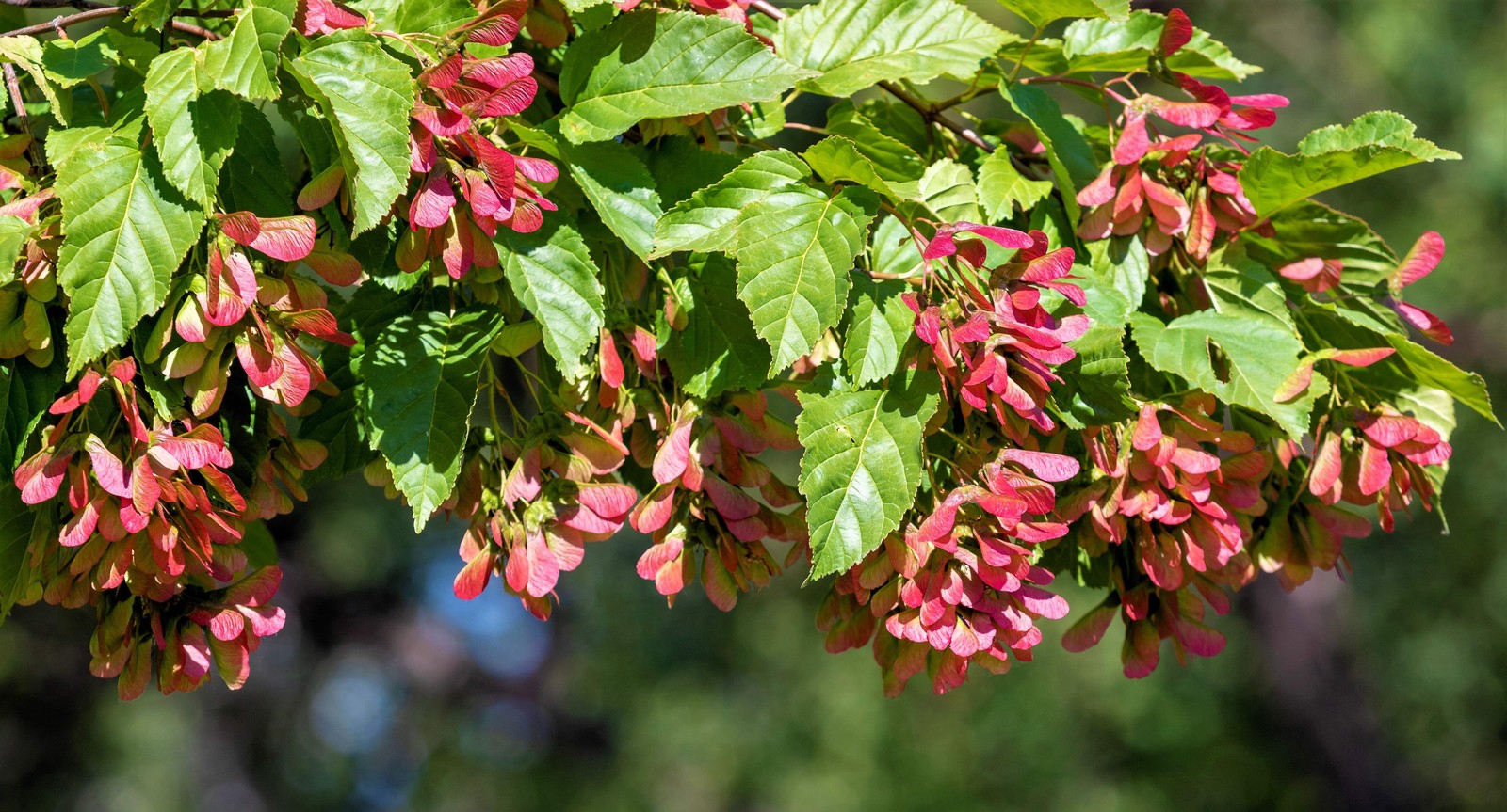 20 Tartarian FLAME MAPLE TREE Red Acer Tartaricum Seeds