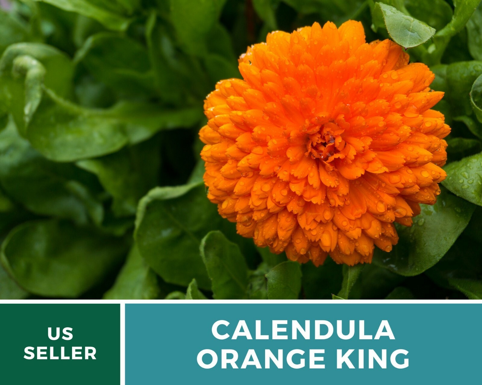 Calendula, Orange King – Heirloom Seeds – Medicinal & Pollinator Friendly Flower