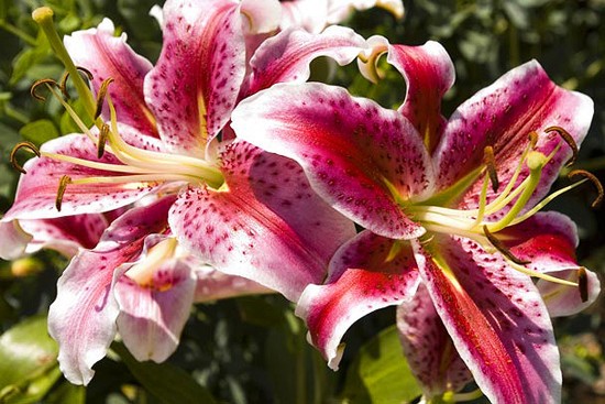 3 STAR GAZER Oriental Lily Bulbs Spring Planting ~Fragrant Summer Blooms~ Hardy