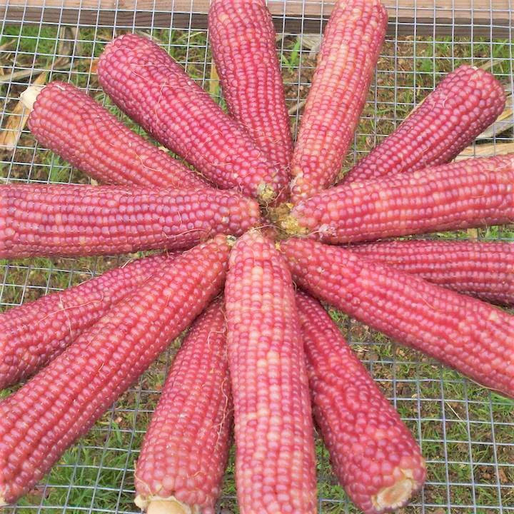 Pink Glass Gem Ornamental Corn Seeds | Neon Early Pink Pearl Popcorn Seed 2024