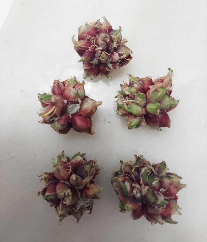 Egyptian Walking Onion Bulbils and sets, organically grown