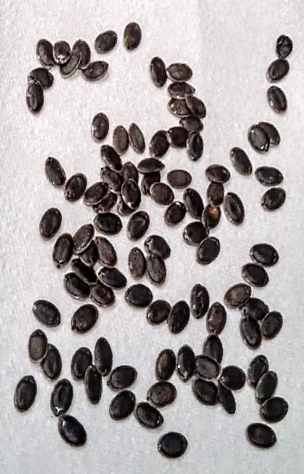 Luffah Seeds 30 Count
