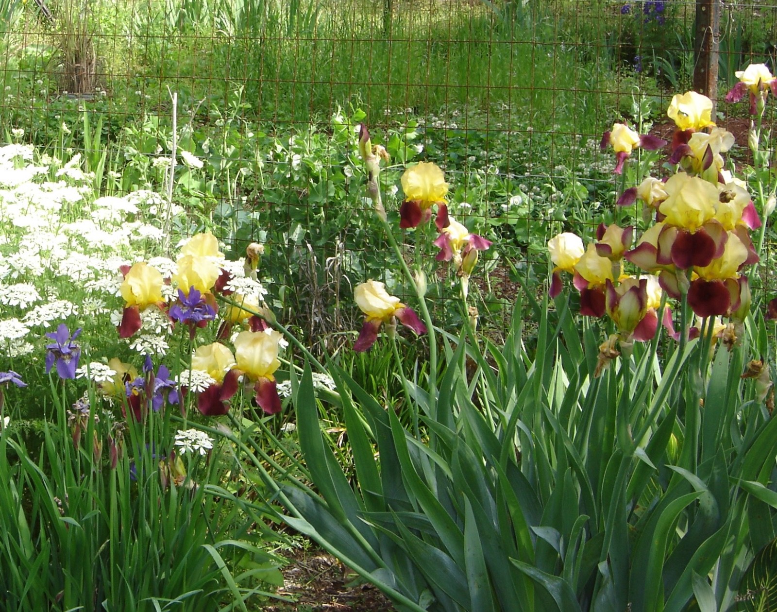 Heirloom Iris “Accent” Tall Bearded Bicolor Rhizome