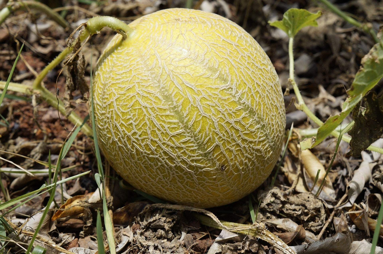 100 Minnesota MIDGET CANTALOUPE MELON Cucumis Melo Reticulatus Fruit Seeds