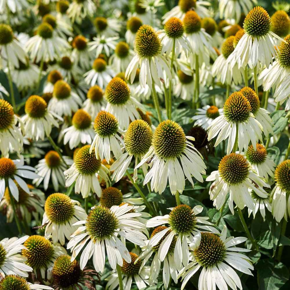 1000 Seeds Echinacea Drought Tolerant White Swan Coneflower Garden Flower Seed