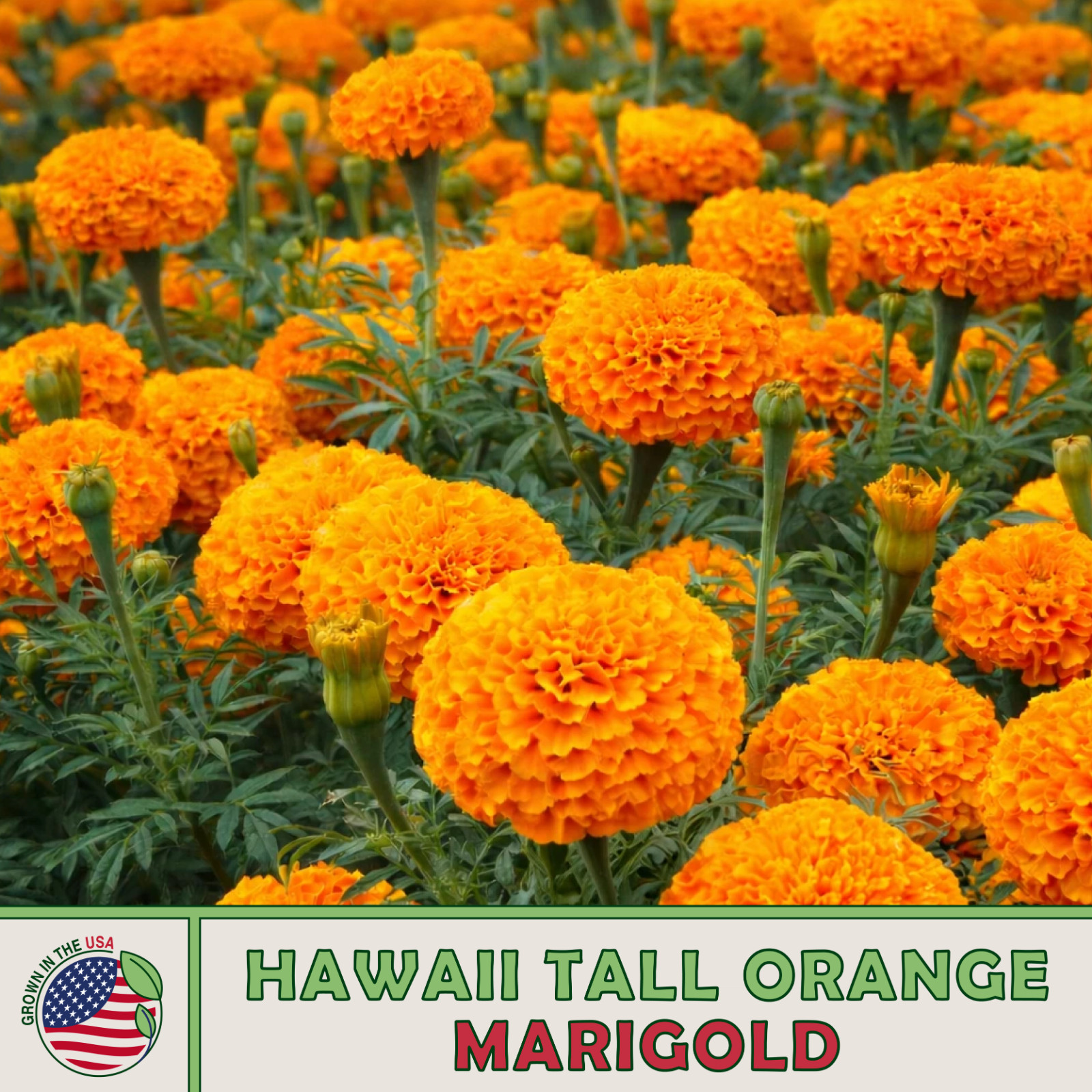 500 Marigold HAWAII Tall Orange Double Seeds Landscaper Pack bulk, Non-GMO USA!