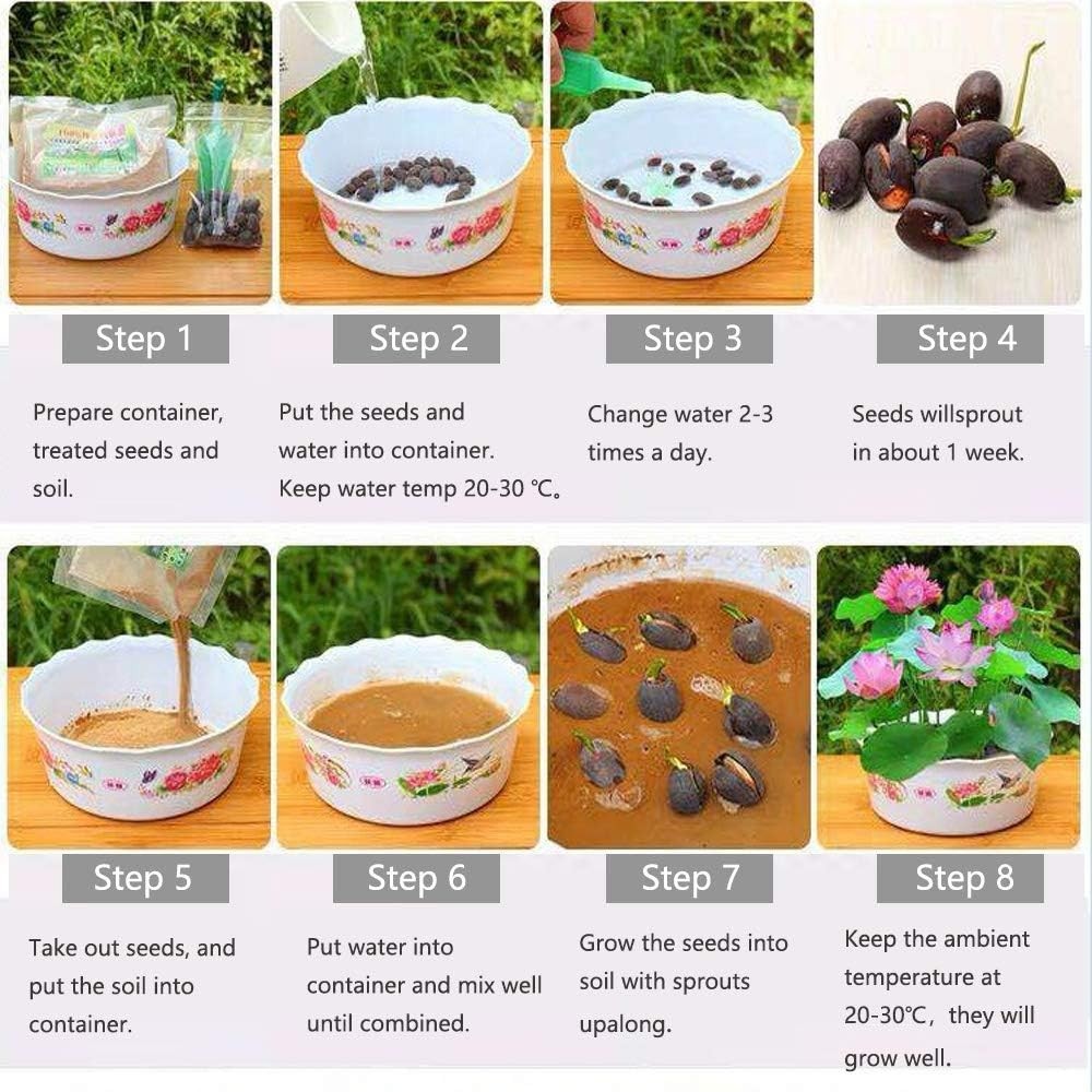 Elegant Lotus Flower Seeds – Mixed Pink & Red for Home Gardening (12 Count)