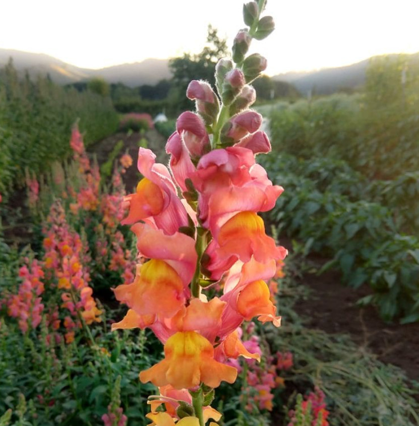 Snapdragon ORANGE WONDER Cut Flowers Attracts Hummingbirds Non-GMO 1000 Seeds