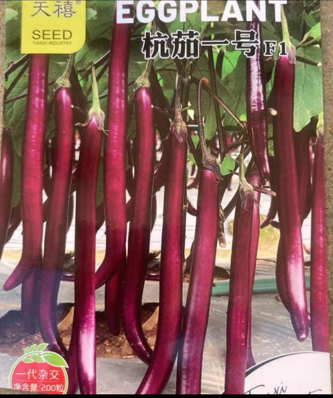 25 New Harvest of Authentic Japanese Long Purple Premium Eggplant Seeds-A 44