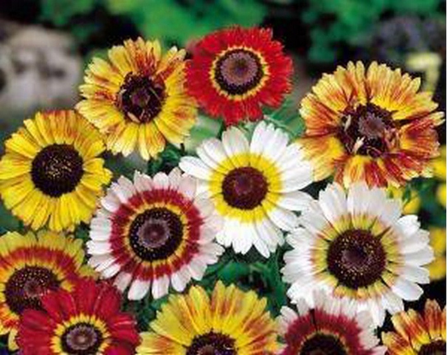 Painted Daisy Seeds, Tricolor, Chrysanthemum carinatum, Variety Sizes, FREE SHIP