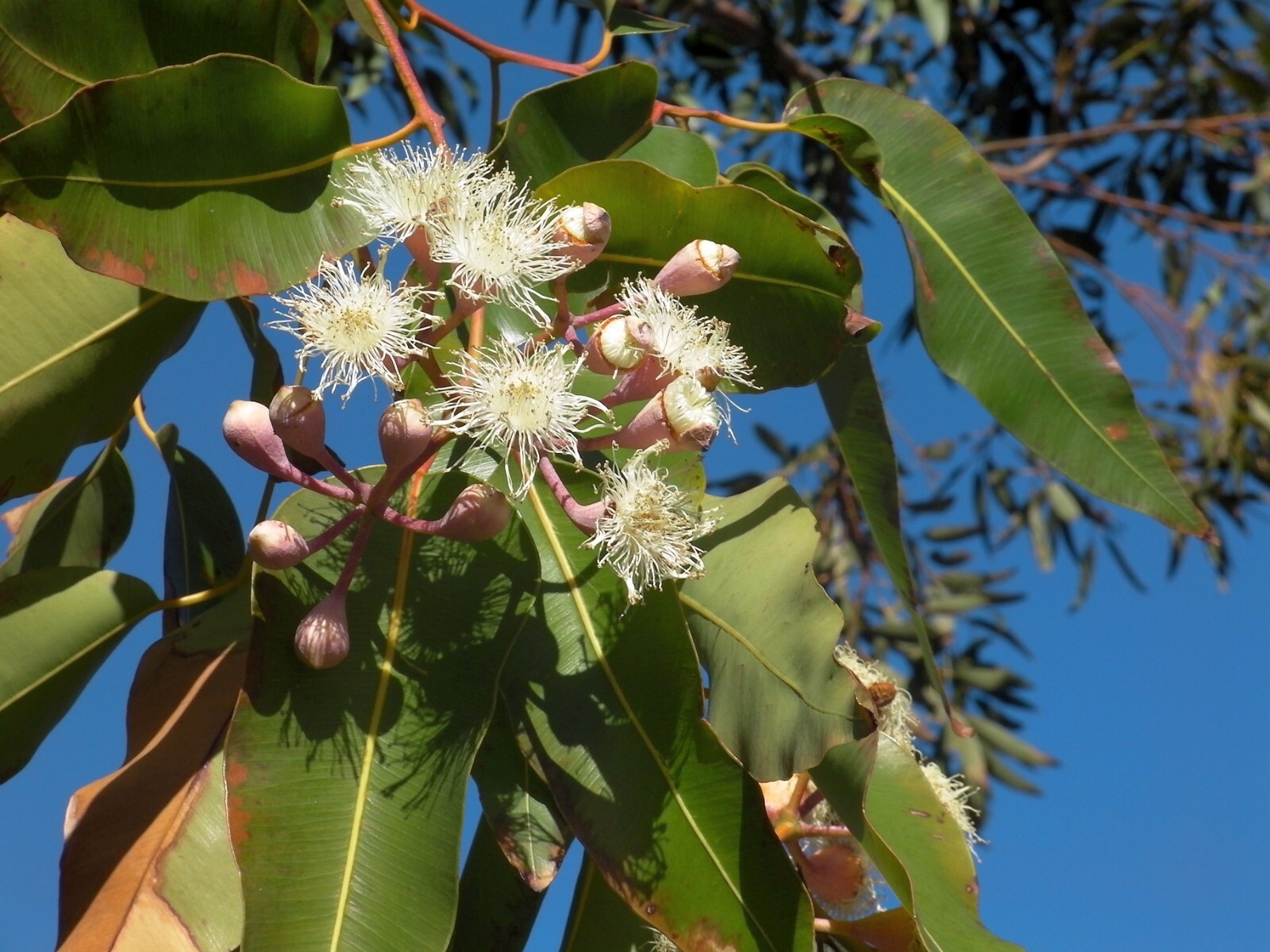 Rainbow Eucalyptus Tree 20 Seeds -Eucalyptus deglupta