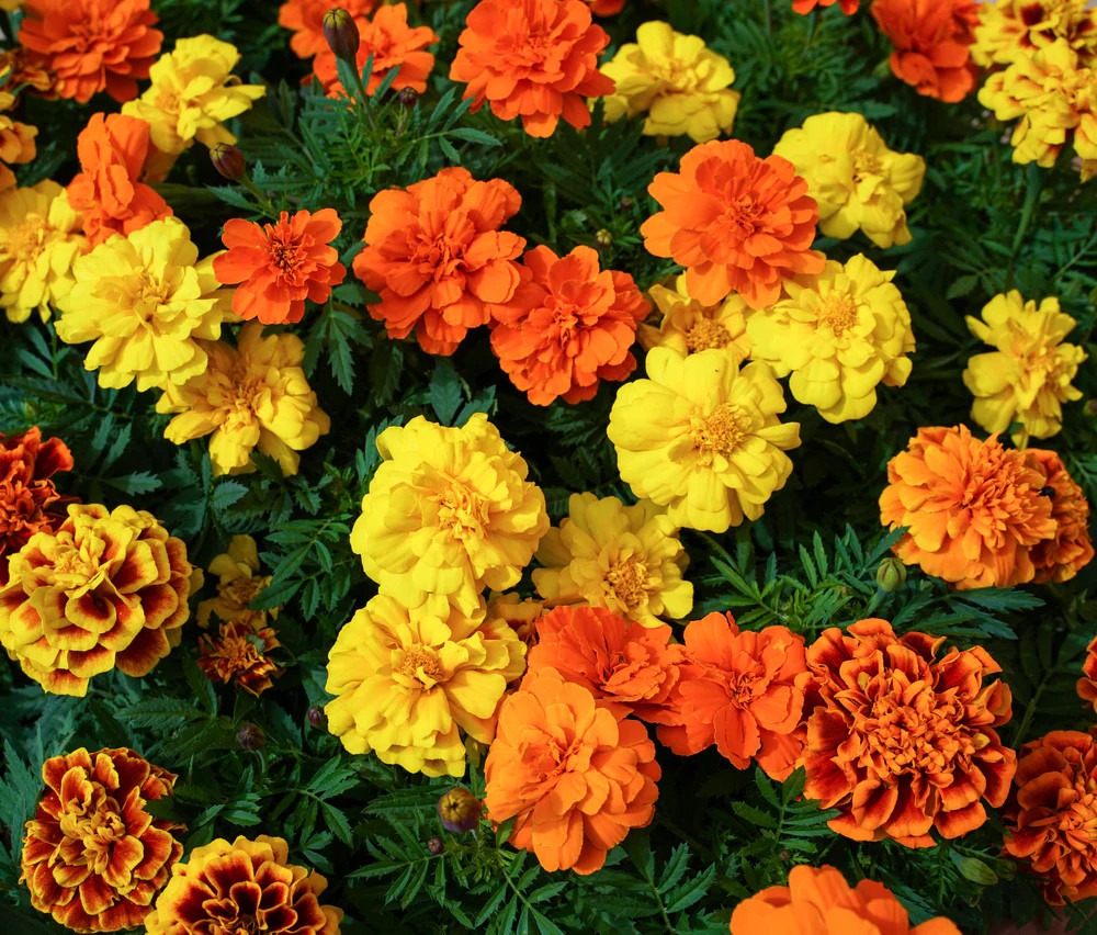 Sparky Mix French Marigold Seeds | Double Bicolor Flower Seed 2024 Fast Shipping