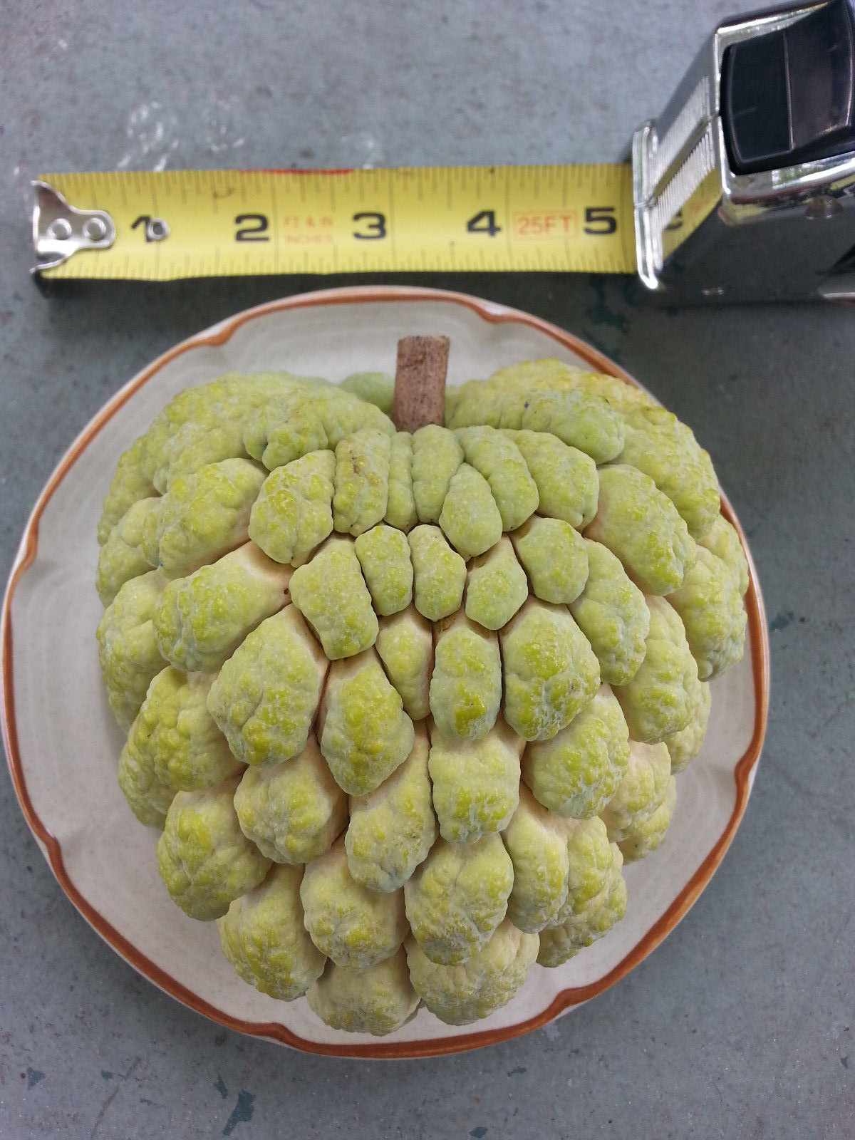 SUGAR APPLE SEEDS – 6 Seeds -Produces BIG, SWEET fruit – SWEET SOP