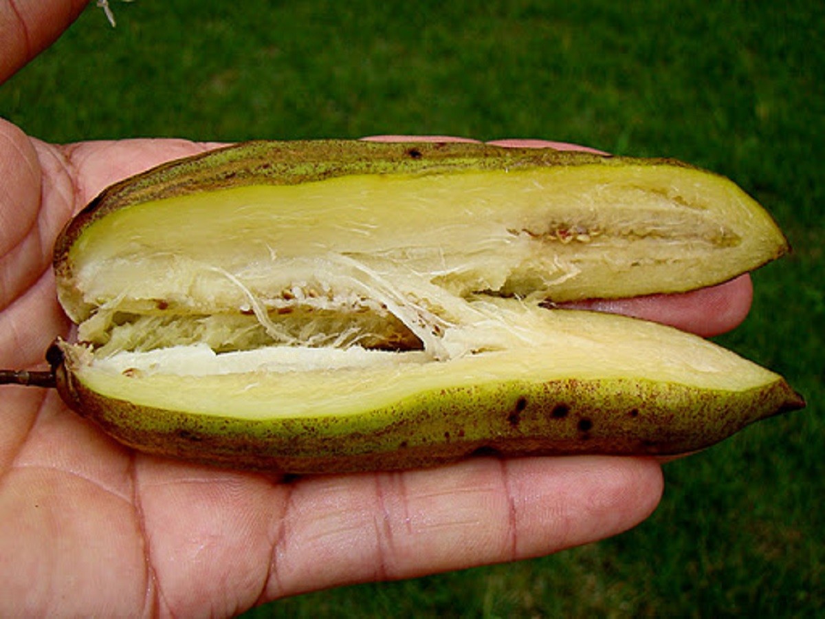 ~Guajilote~ Parmentiera Aculeata CUCUMBER FRUIT Tree Live Sml Potd Starter Plant