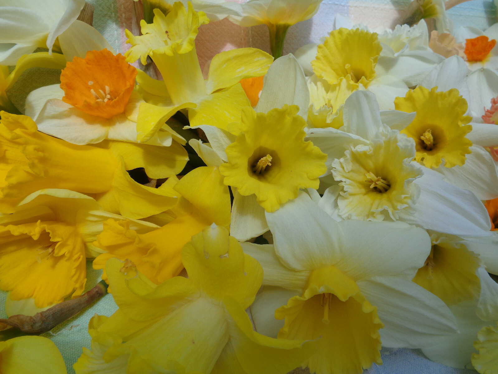 1000 fresh DAFFODIL SEEDS Narcissus Jonquil *MUST PLANT IN SUMMER or FALL *READ*