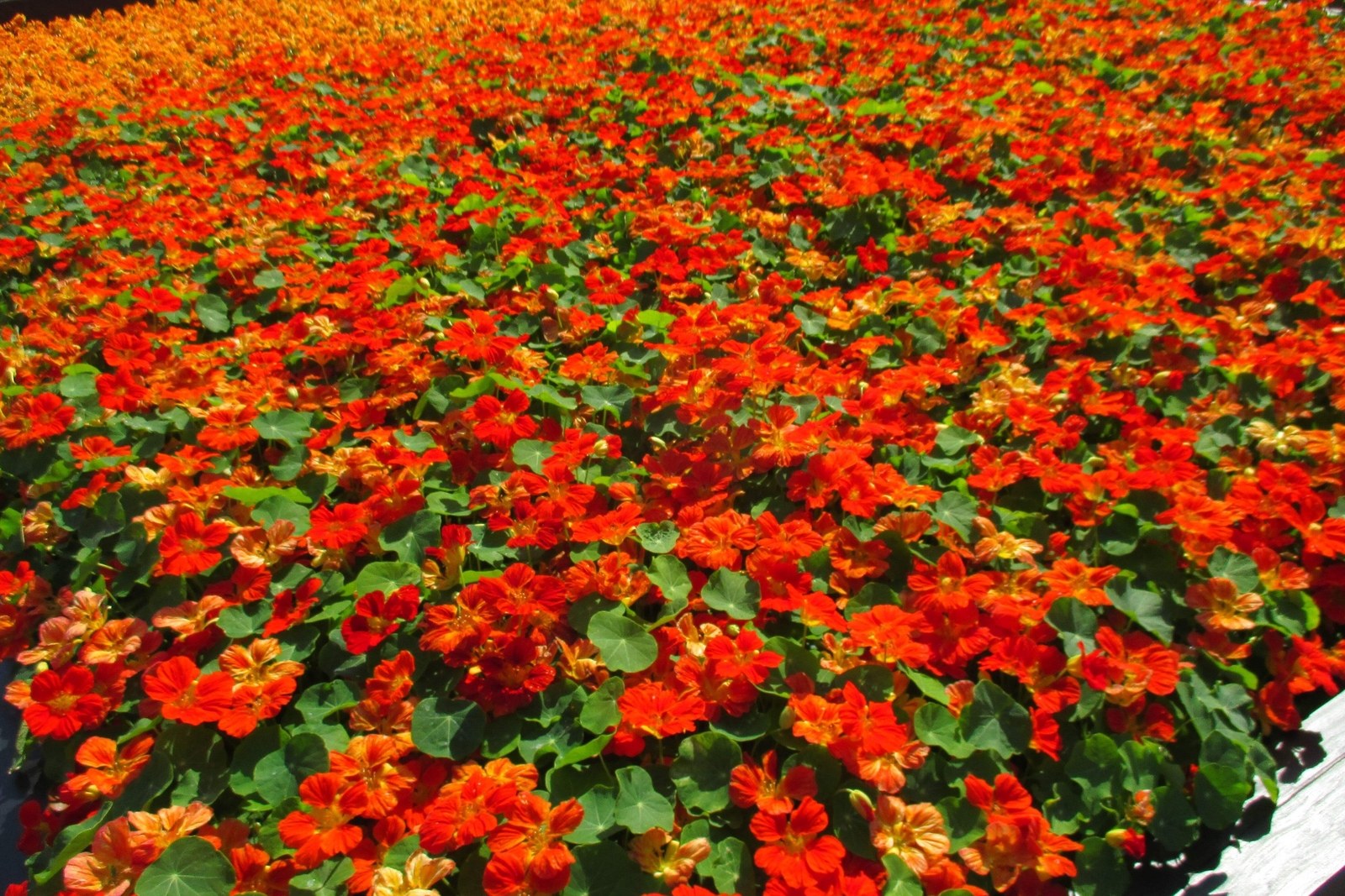 25 Dwarf RED EMPRESS NASTURTIUM Tropaeolum Nanum Hummingbird Flower Seeds