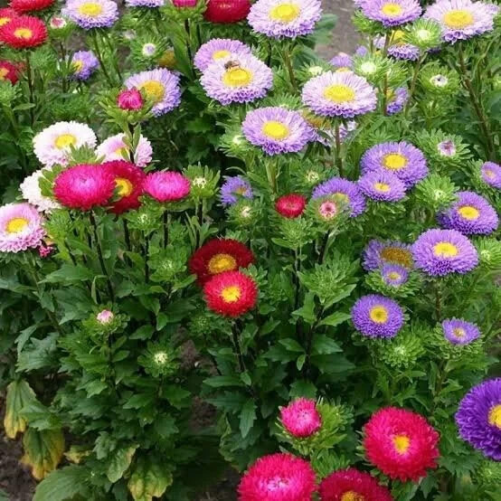 50 Seeds ASTER MILADY MIX Callistephus Dwarf, 10” tall, 3” flowers, fresh
