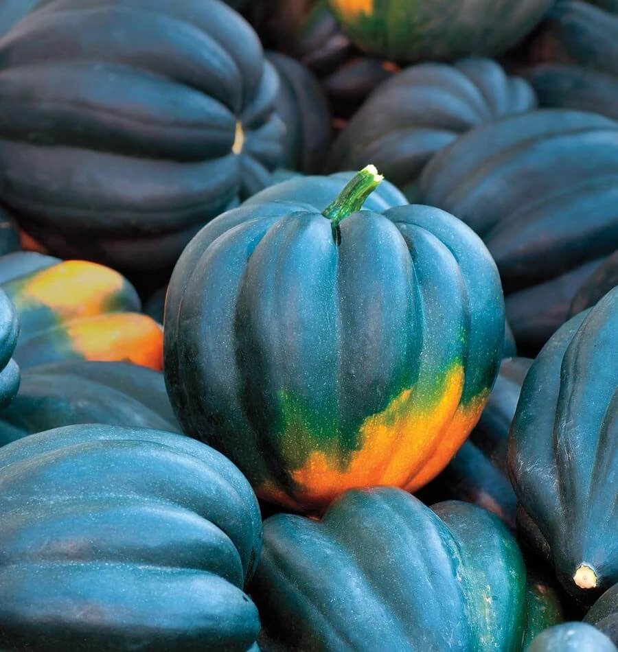 Table King Bush Acorn Squash Seeds | AAS Winner Winter Fall Pumpkin Seed 2024