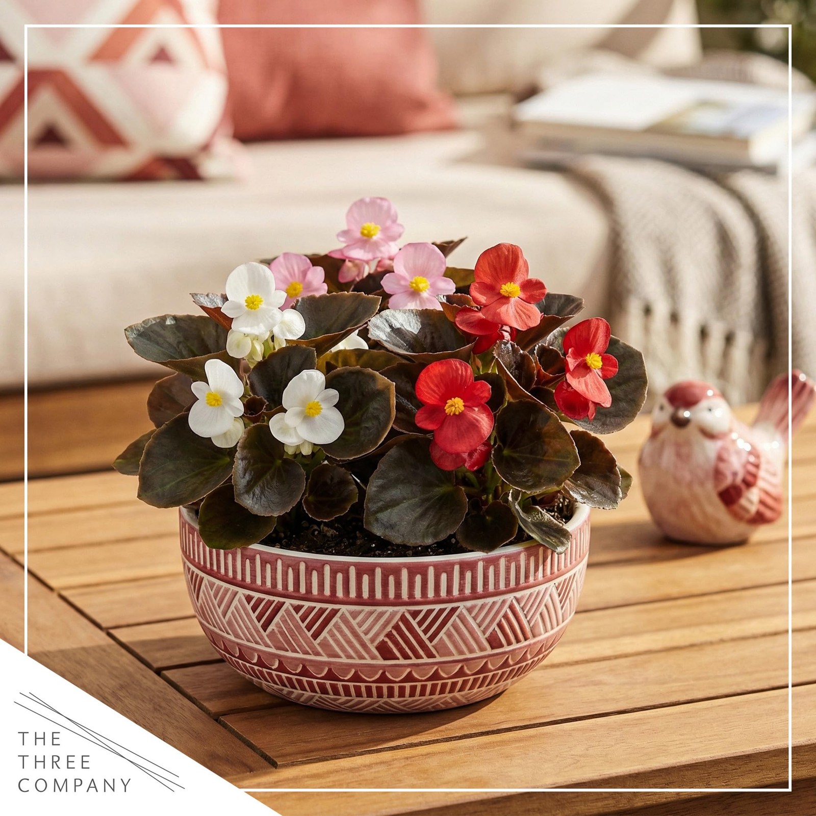 Assorted Dark Leaf Begonias 4 Pack, 8″ Tall Annual Plants in 1 Pt Pot