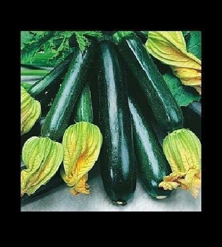 Black Beauty Zucchini Summer Squash 20 Seeds Heirloom Prolific Spineless Green