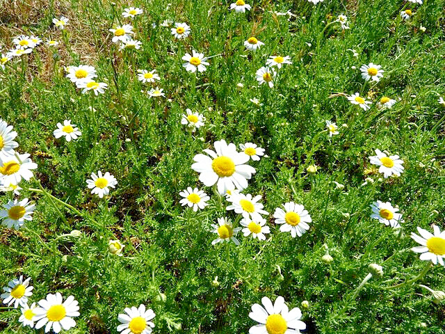 ROMAN CHAMOMILE 100 SEEDS, HERB, SLEEP, CALMING, HEALING, CHAMAEMELUM NOBILE