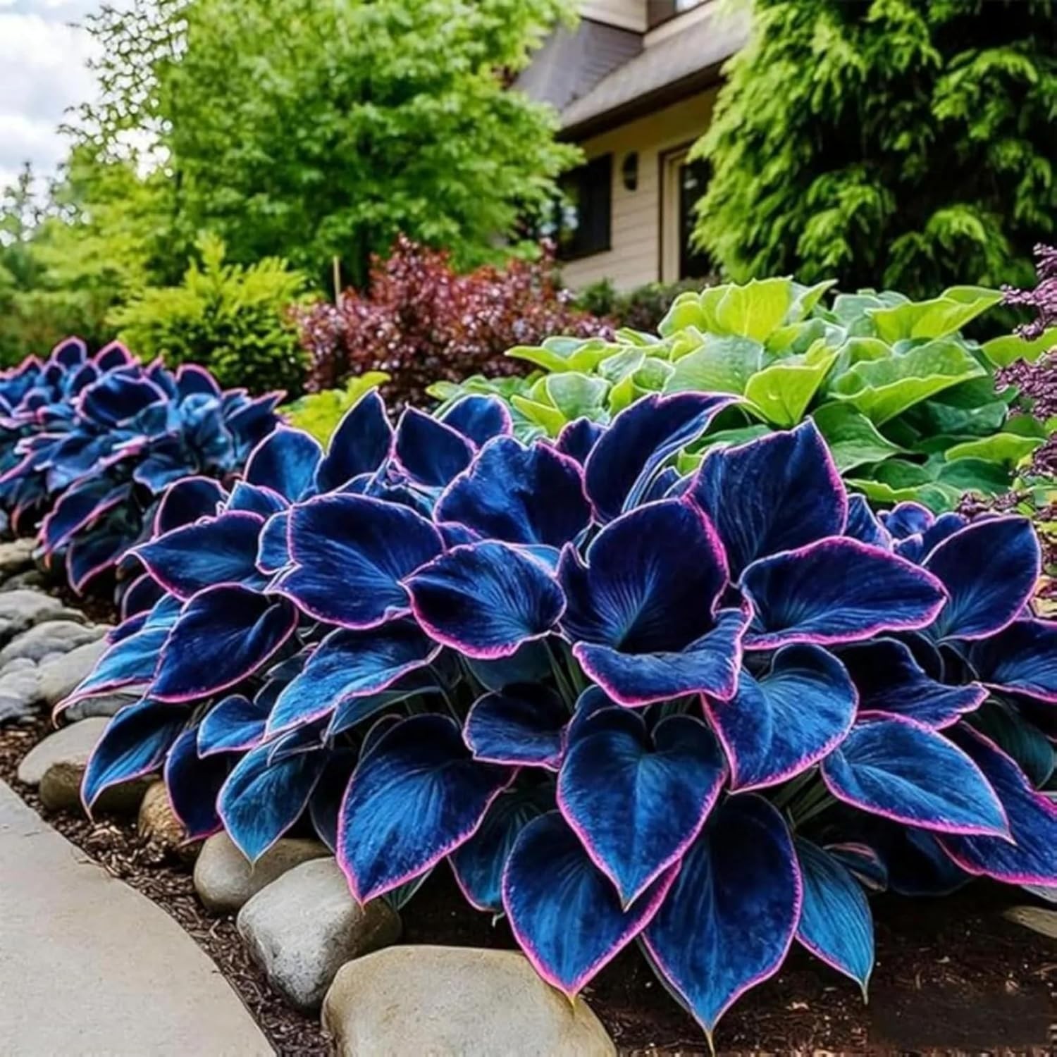 320+ Hosta Seeds for Planting Perennial Heart-Shaped Hosta Bare Roots – Rich