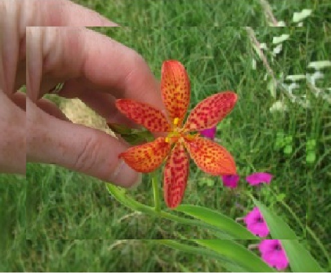 2 Blackberry Lily (aka- Leopard lily)~live, shipped bare-root