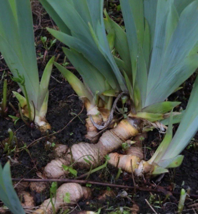 Purple Bearded Iris Bulbs Rhizomes Lot Of 3 Bulbs Only Deep Purple