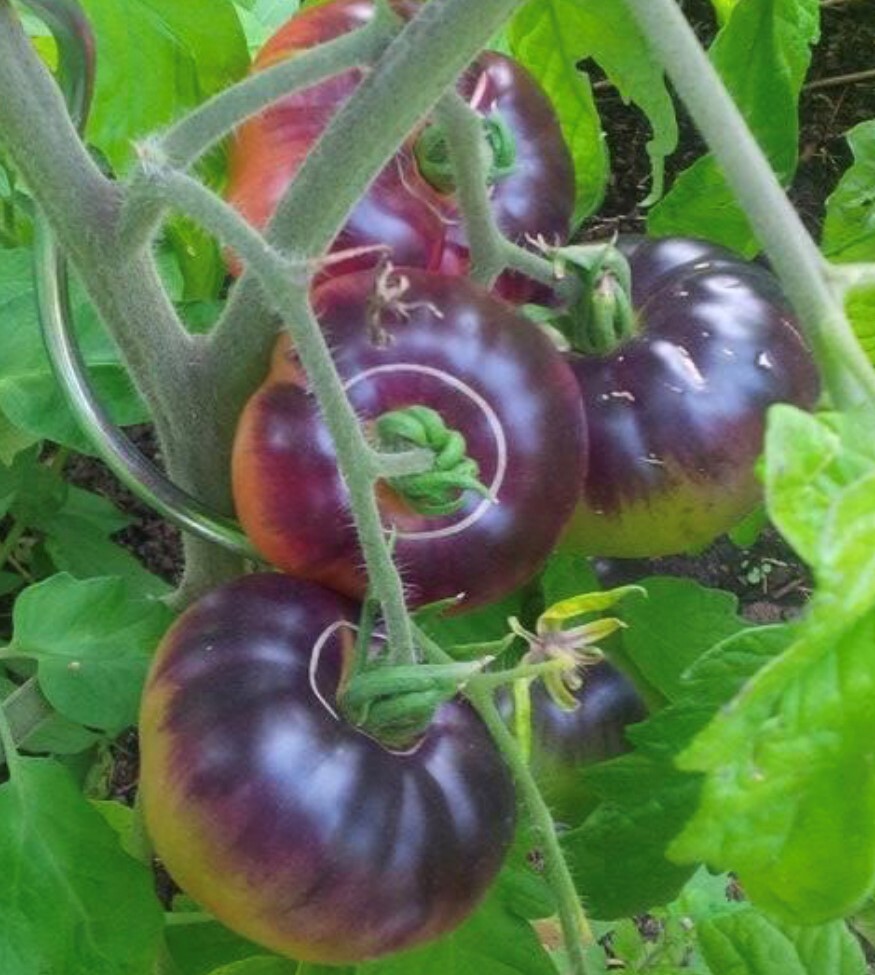 Blue Beauty Tomato Seeds | Organic | Rare Variety | Indigo | Antioxidant Rich