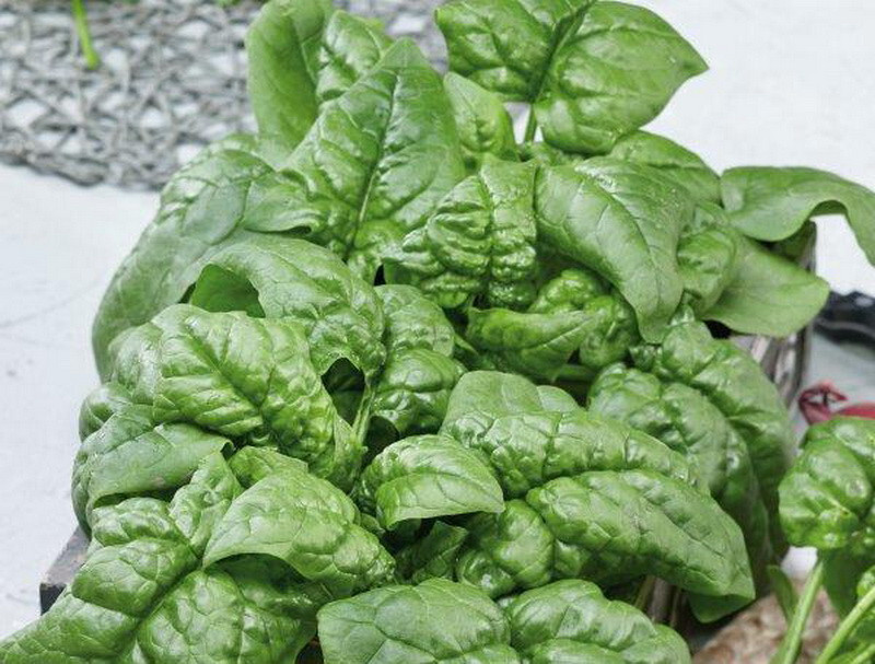 500 America Spinach Seeds Heirloom – Premium Non-GMO, Open Pollinated, US Grown