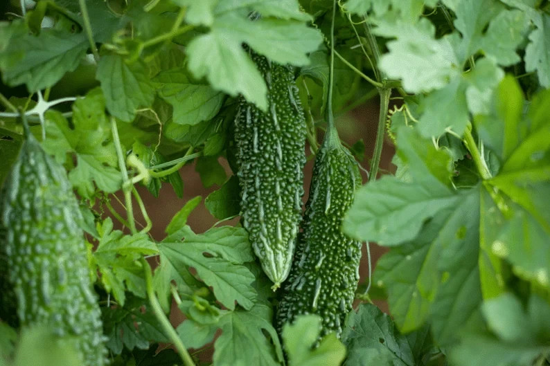 Fresh Harvest Bitter Melon Seeds | Non-GMO Karela
