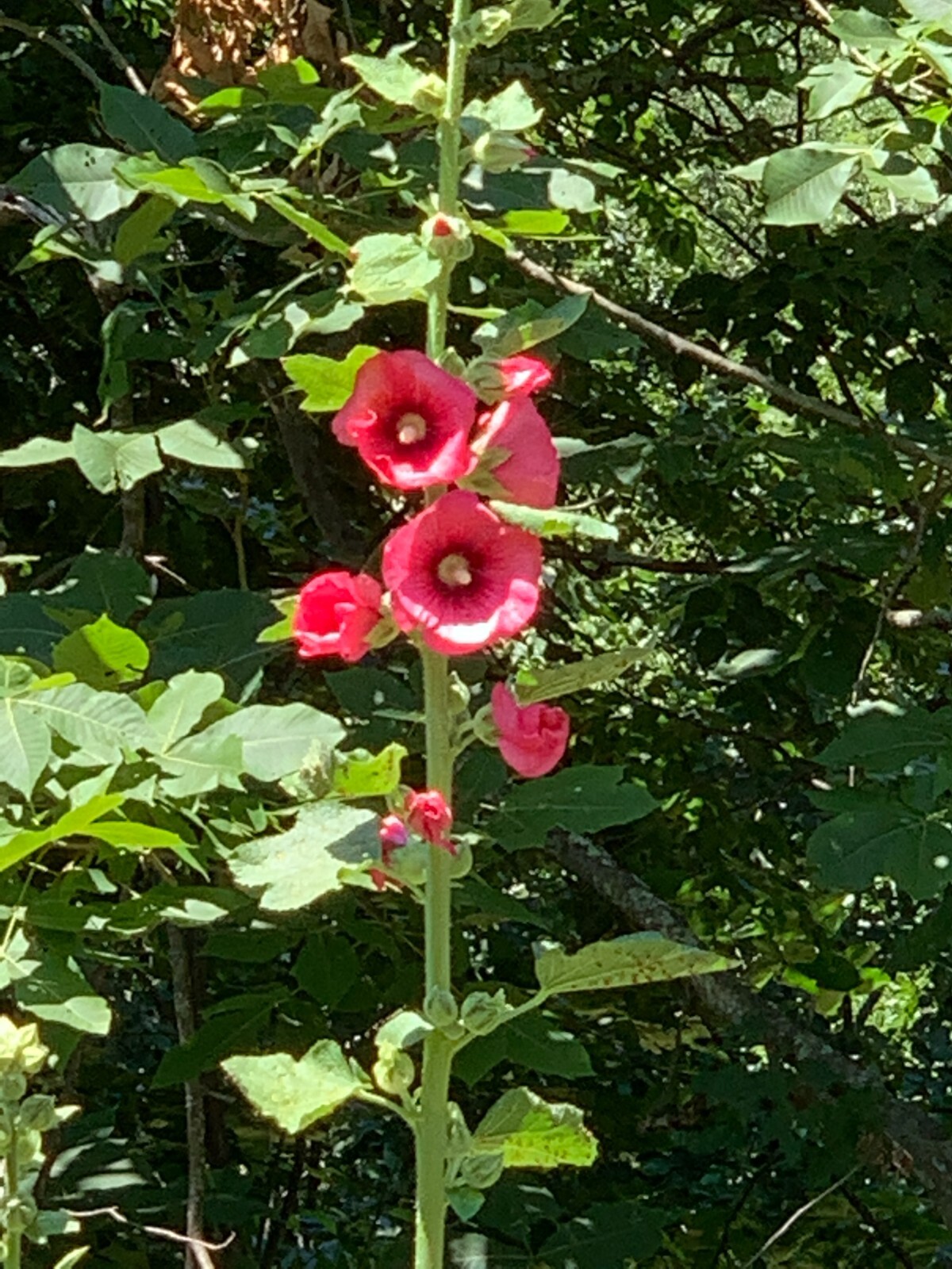 25 Fuchsia Hollyhock seeds