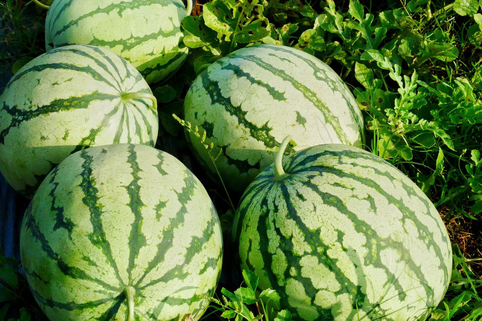 50 TENDERSWEET ORANGE WATERMELON Citrullus Lanatus Fruit Melon Seeds