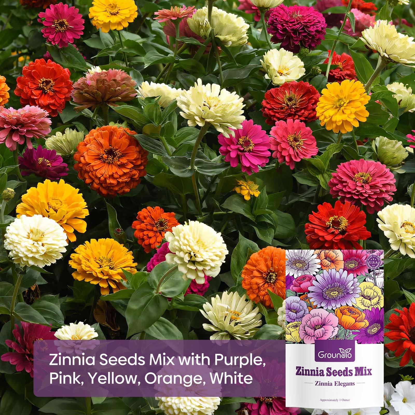 1oz Bulk Flower Seeds Over 3,000 Seeds 5 Varieties Mixed Colors Open Pollinated