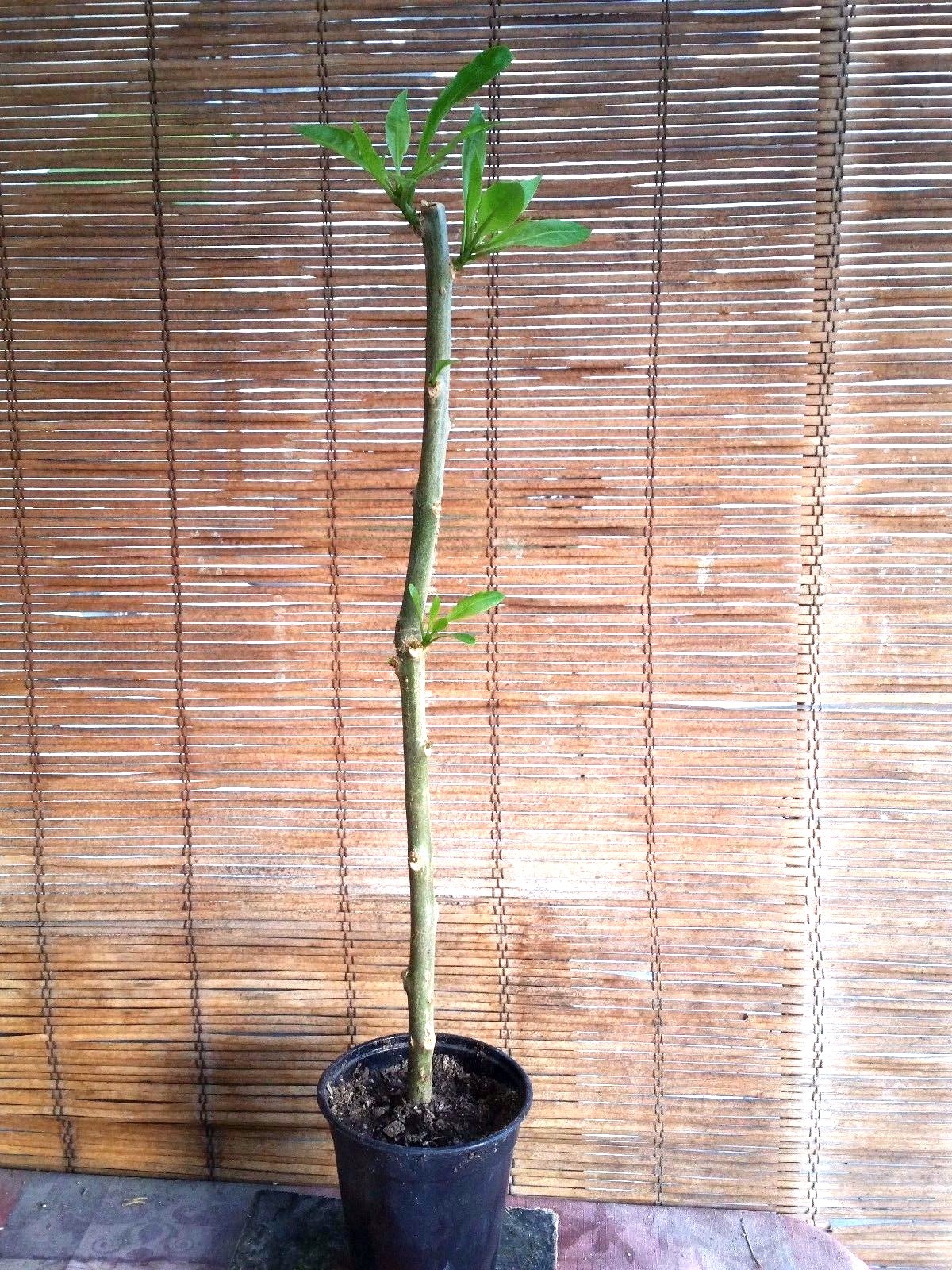 Cup of Gold Vine (Solandra maxima) Live Plant