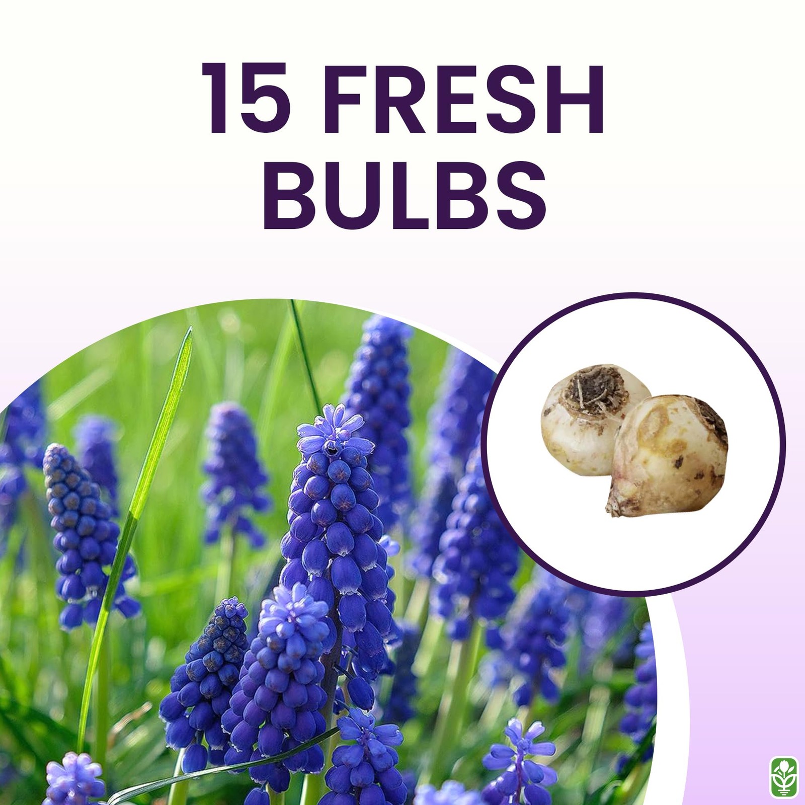 Grape Hyacinth Bulbs – 15 Muscari Armeniacum Bulbs for Planting – Grows 6-8″ …